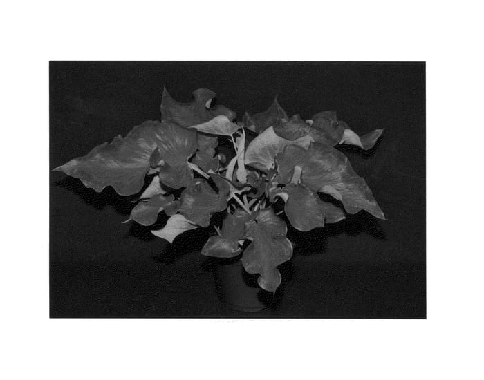 Figure 1 of US plant patent PP26263, the photograph of Sangria printed in the patent.