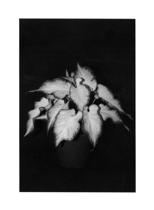 Figure 1 of US plant patent PP26265, the photograph of RS-03-03 printed in the patent.