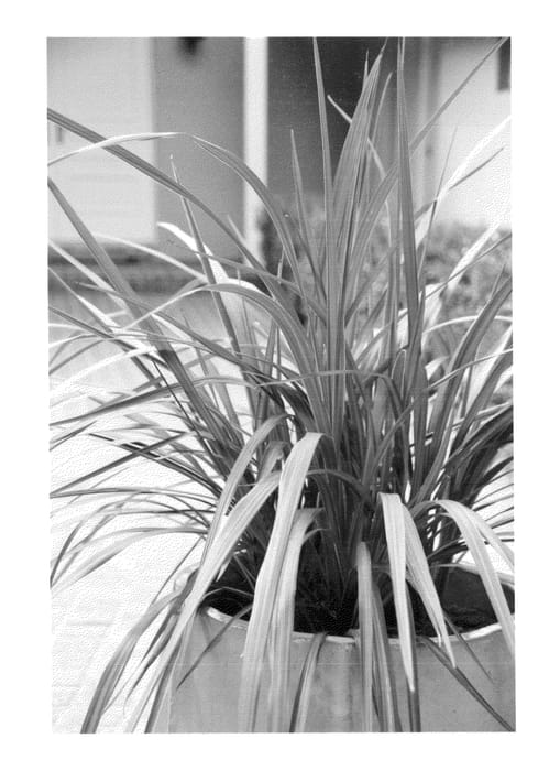 Figure 1 of US plant patent PP26266, the photograph of Sprilecfire printed in the patent.