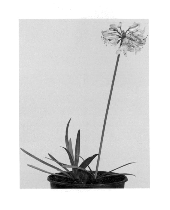 Figure 1 of US plant patent PP26268, the photograph of Little Dutch Blue printed in the patent.