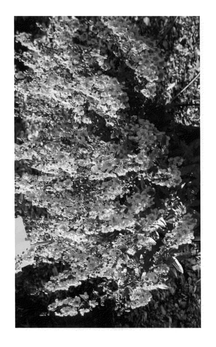 Figure 1 of US plant patent PP26269, the photograph of Lolapi printed in the patent.