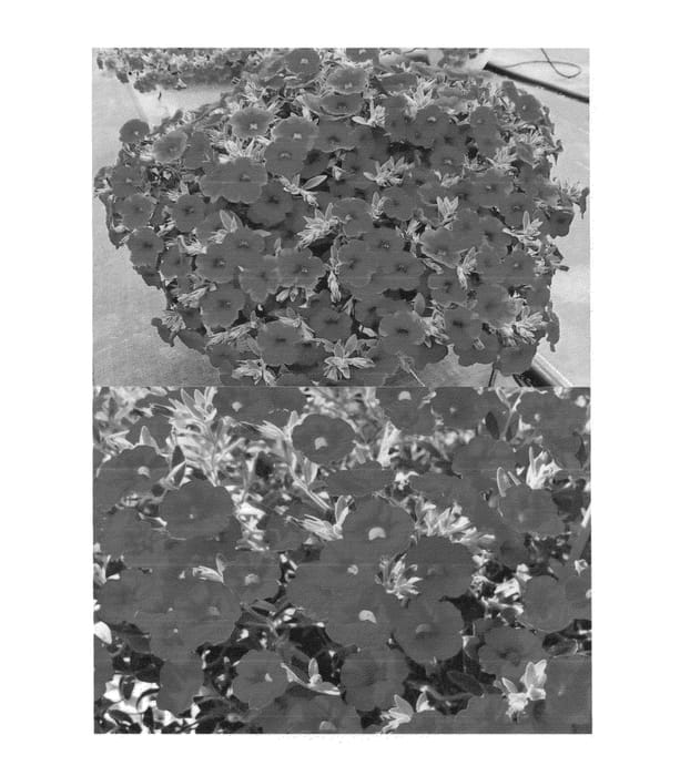 Figure 1 of US plant patent PP26270, the photograph of Sunbel 871 printed in the patent.