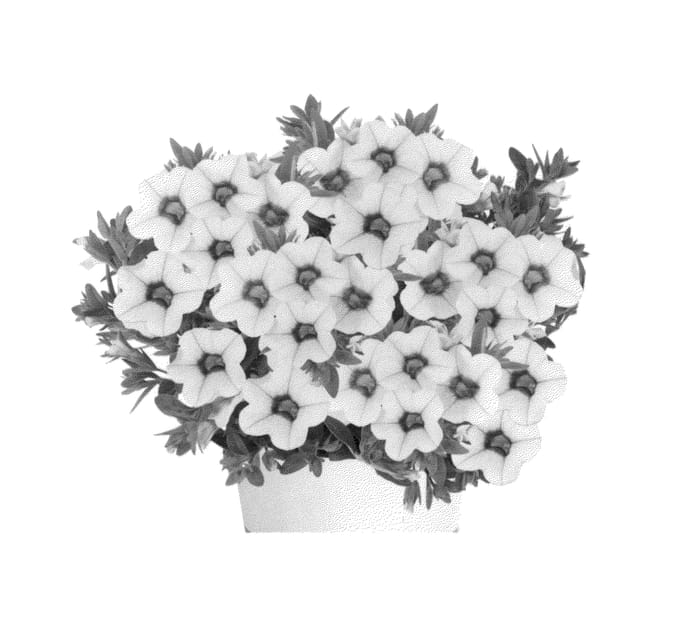 Figure 1 of US plant patent PP26271, the photograph of Duealtily printed in the patent.