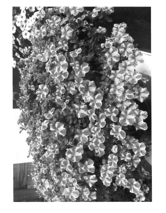 Figure 1 of US plant patent PP26272, the photograph of Wescacandy printed in the patent.