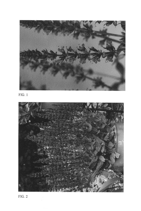 Figure 1 of US plant patent PP26273, the photograph of Violet Riot printed in the patent.