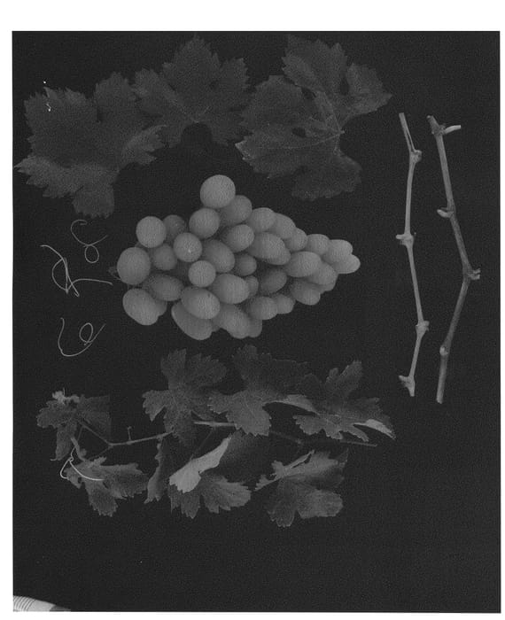 Figure 1 of US plant patent PP26274, the photograph of ARRATHIRTY printed in the patent.