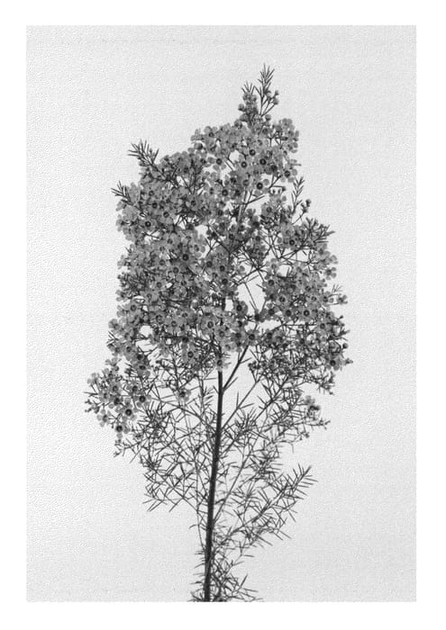 Figure 1 of US plant patent PP26275, the photograph of MARS printed in the patent.