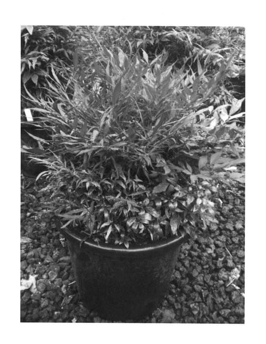 Figure 1 of US plant patent PP26276, the photograph of Little Flick printed in the patent.
