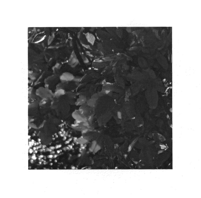 Figure 1 of US plant patent PP26277, the photograph of HOMLEC printed in the patent.