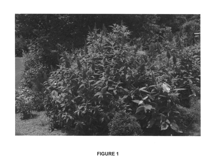 Figure 1 of US plant patent PP26278, the photograph of PIIBD-II printed in the patent.
