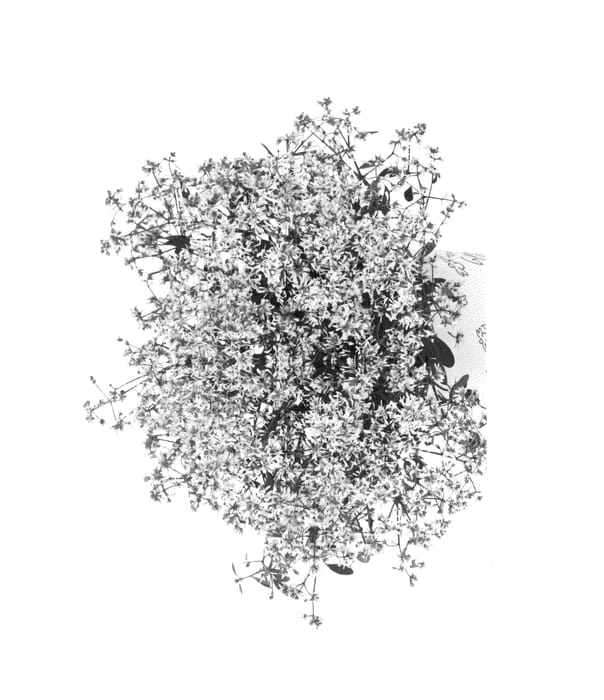 Figure 1 of US plant patent PP26279, the photograph of Duestasufla printed in the patent.