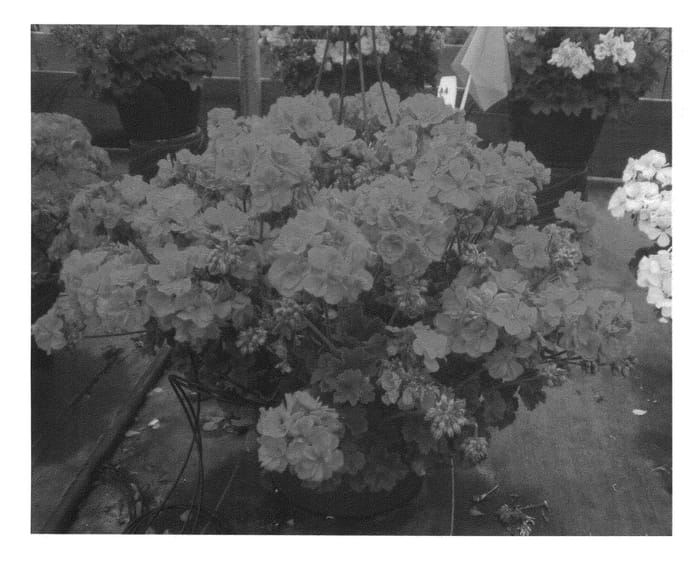 Figure 1 of US plant patent PP26280, the photograph of KLEIZ13366 printed in the patent.