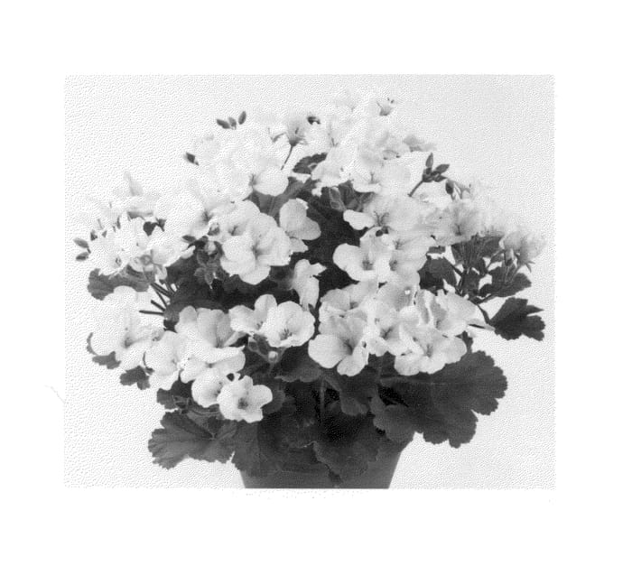 Figure 1 of US plant patent PP26281, the photograph of Camwhi printed in the patent.