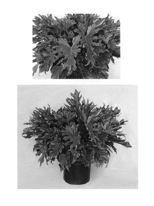 Figure 1 of US plant patent PP26282, the photograph of Little Hope printed in the patent.