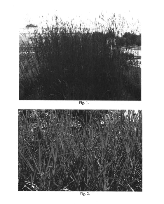 Figure 1 of US plant patent PP26283, the photograph of Red October printed in the patent.
