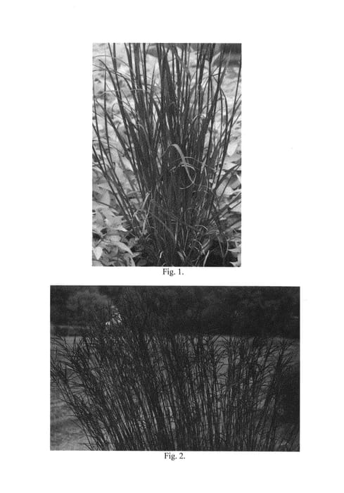 Figure 1 of US plant patent PP26284, the photograph of Rain Dance printed in the patent.
