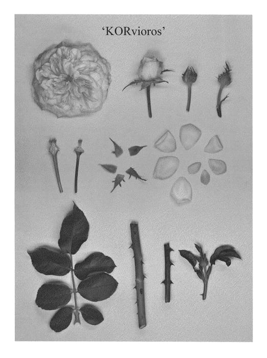 Figure 1 of US plant patent PP26285, the photograph of KORvioros printed in the patent.