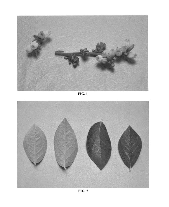 Figure 1 of US plant patent PP26287, the photograph of DrisBlueNine printed in the patent.
