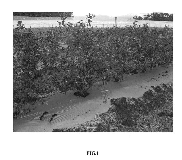 Figure 1 of US plant patent PP26288, the photograph of C04-051 printed in the patent.
