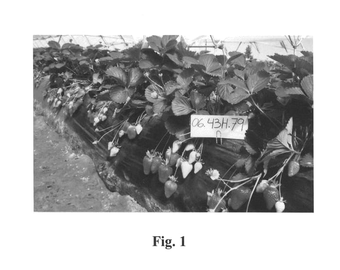 Figure 1 of US plant patent PP26289, the photograph of Sahara printed in the patent.