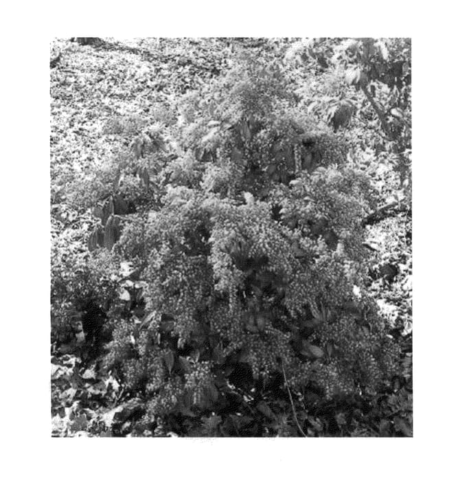 Figure 1 of US plant patent PP26290, the photograph of Shy printed in the patent.