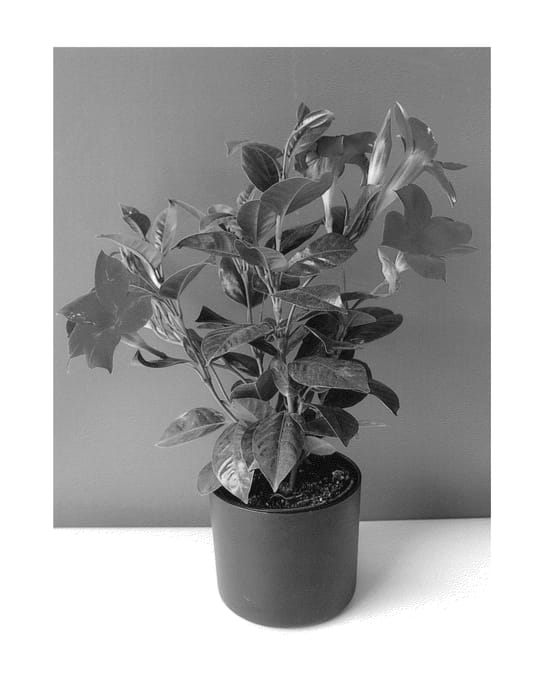 Figure 1 of US plant patent PP26291, the photograph of LANHAWAII printed in the patent.