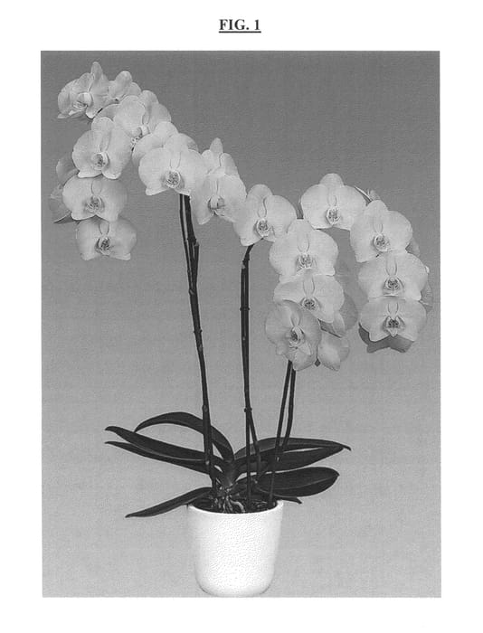 Figure 1 of US plant patent PP26292, the photograph of Honeymoon printed in the patent.