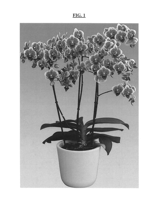 Figure 1 of US plant patent PP26293, the photograph of Pixie printed in the patent.