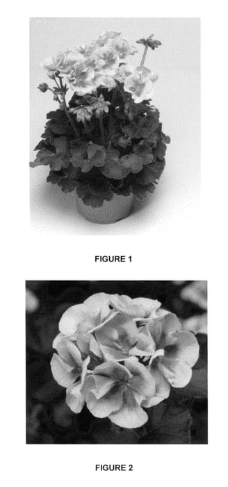 Figure 1 of US plant patent PP26294, the photograph of PEQZ0007 printed in the patent.