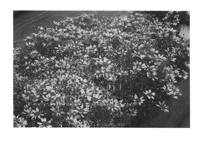 Figure 1 of US plant patent PP26295, the photograph of Firefly printed in the patent.