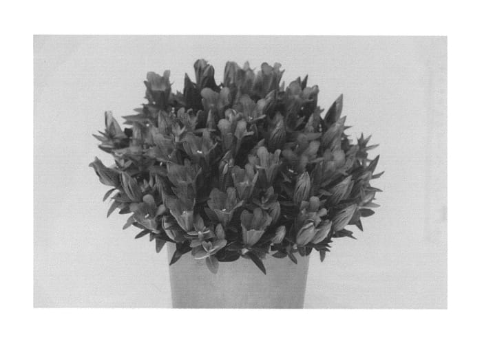 Figure 1 of US plant patent PP26296, the photograph of KLEGH12013 printed in the patent.