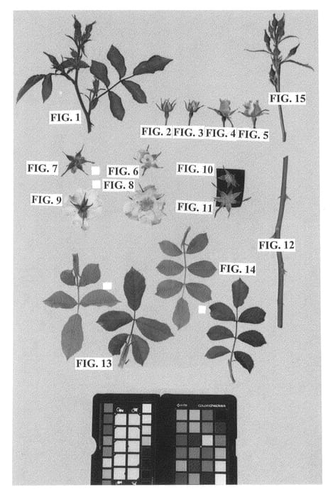 Figure 1 of US plant patent PP26297, the photograph of Meiajbeth printed in the patent.
