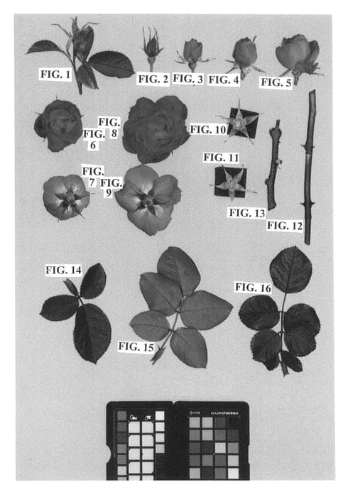Figure 1 of US plant patent PP26298, the photograph of Meipeporia printed in the patent.