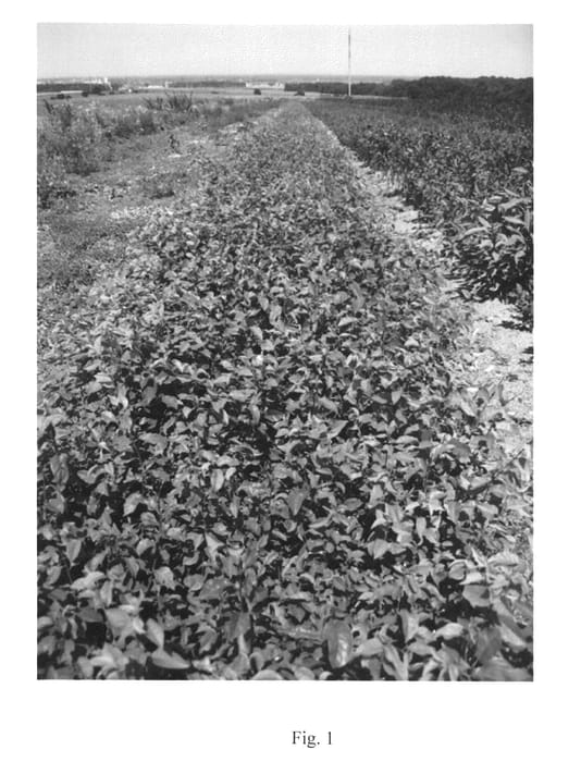Figure 1 of US plant patent PP26299, the photograph of AP3 printed in the patent.
