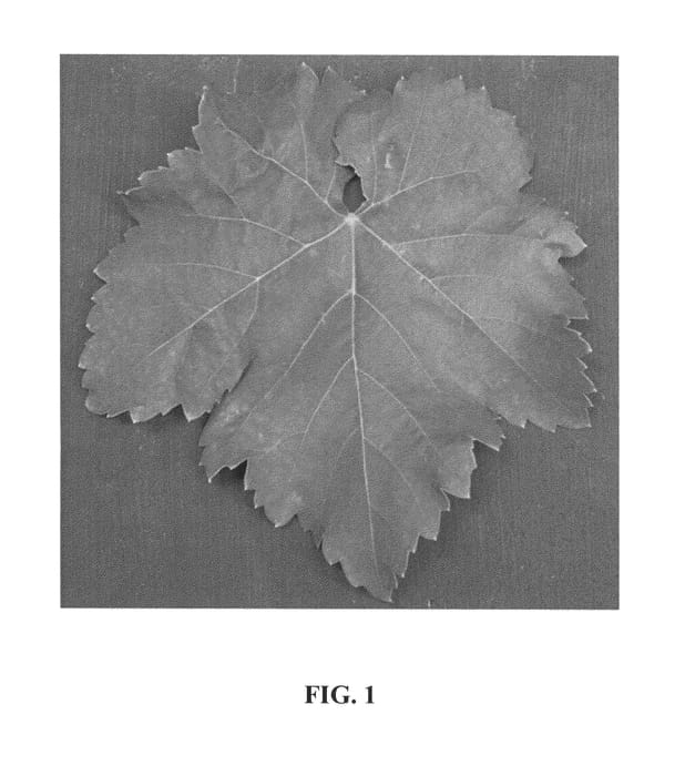 Figure 1 of US plant patent PP26300, the photograph of Tawny Seedless printed in the patent.