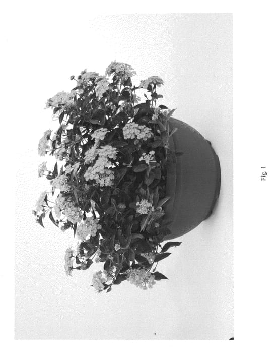Figure 1 of US plant patent PP26301, the photograph of DANTAN31 printed in the patent.