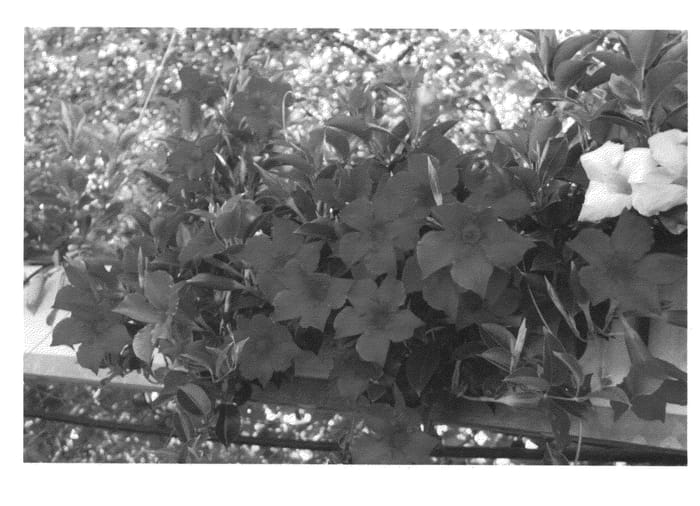Figure 1 of US plant patent PP26302, the photograph of KLEMS14012 printed in the patent.