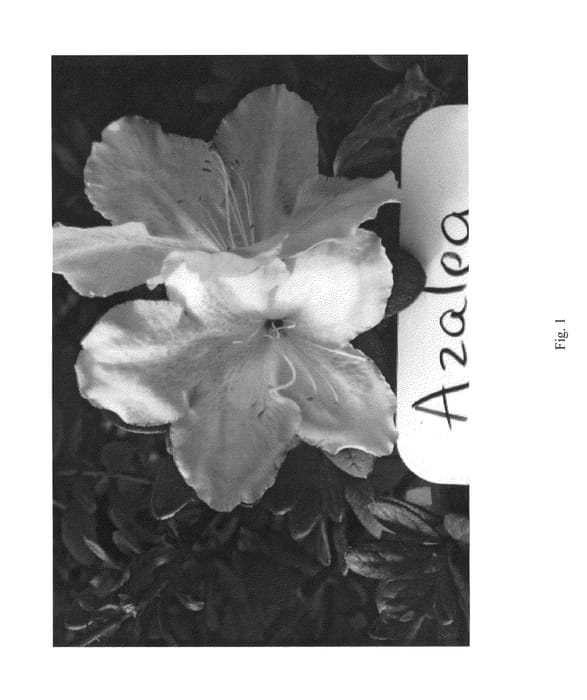 Figure 1 of US plant patent PP26303, the photograph of HOMLED printed in the patent.