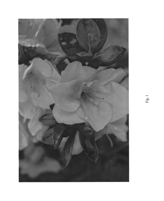 Figure 1 of US plant patent PP26304, the photograph of HOMLEE printed in the patent.