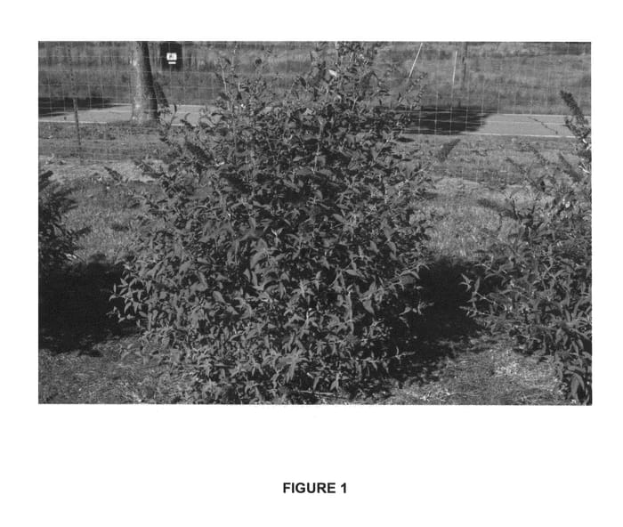 Figure 1 of US plant patent PP26306, the photograph of PIIBD-III printed in the patent.