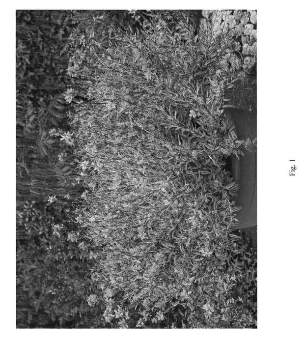 Figure 1 of US plant patent PP26307, the photograph of BARGAU printed in the patent.