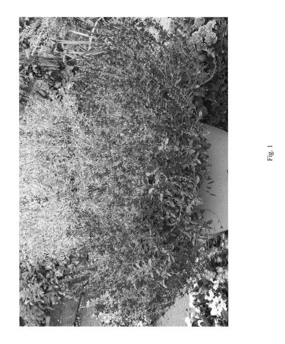 Figure 1 of US plant patent PP26308, the photograph of BARSAL printed in the patent.