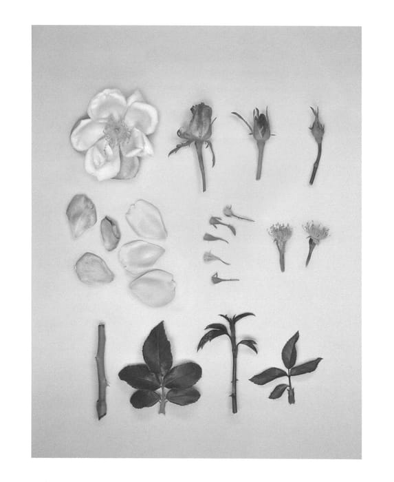 Figure 1 of US plant patent PP26309, the photograph of KORumneza printed in the patent.