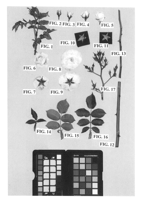 Figure 1 of US plant patent PP26310, the photograph of Meimeigea printed in the patent.