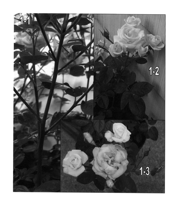 Figure 1 of US plant patent PP26311, the photograph of SPRochoose printed in the patent.