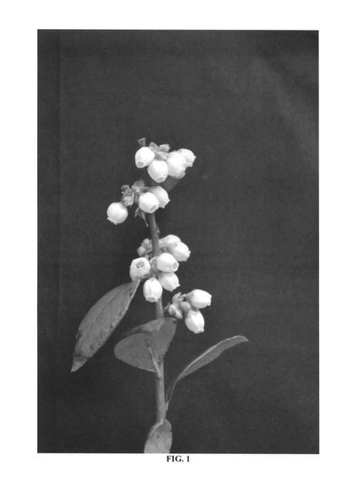 Figure 1 of US plant patent PP26312, the photograph of FL06-203 printed in the patent.