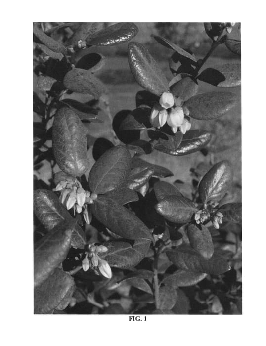 Figure 1 of US plant patent PP26313, the photograph of FL07-399 printed in the patent.