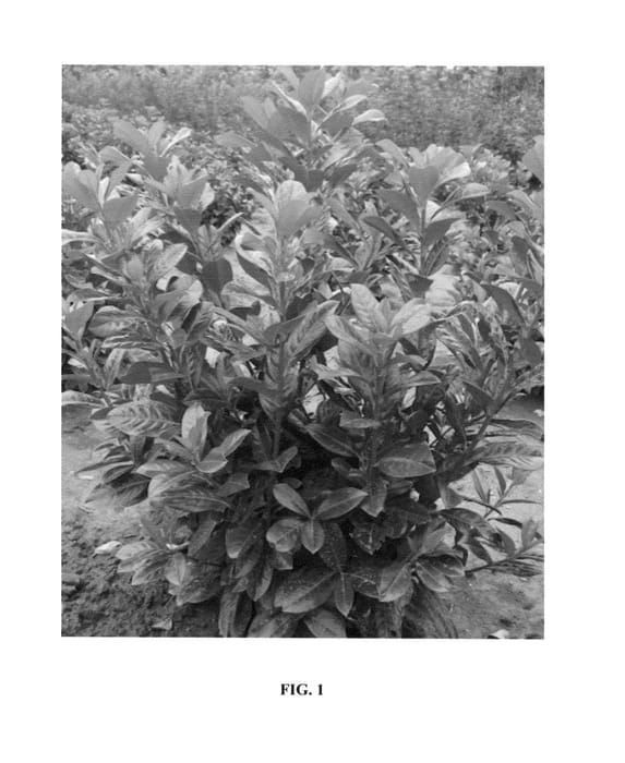 Figure 1 of US plant patent PP26314, the photograph of Antonius printed in the patent.