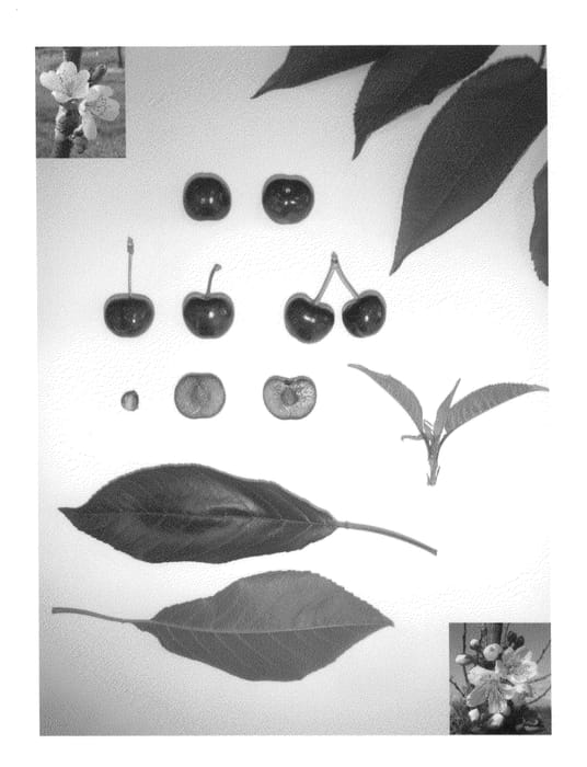 Figure 1 of US plant patent PP26315, the photograph of El Capitan printed in the patent.