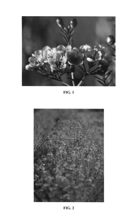 Figure 1 of US plant patent PP26316, the photograph of Sarah's Delight printed in the patent.